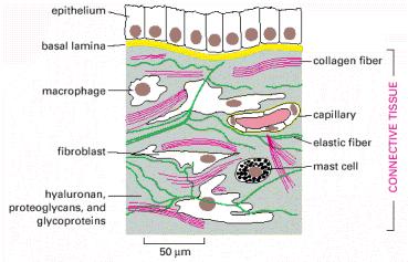 TECIDO CONJUNTIVO Derme: constituída por tecido conjuntivo de preenchimento - no conjuntivo as células estão bem separadas umas das outras - na matriz extracelular: fibras protéicas (colágenas,