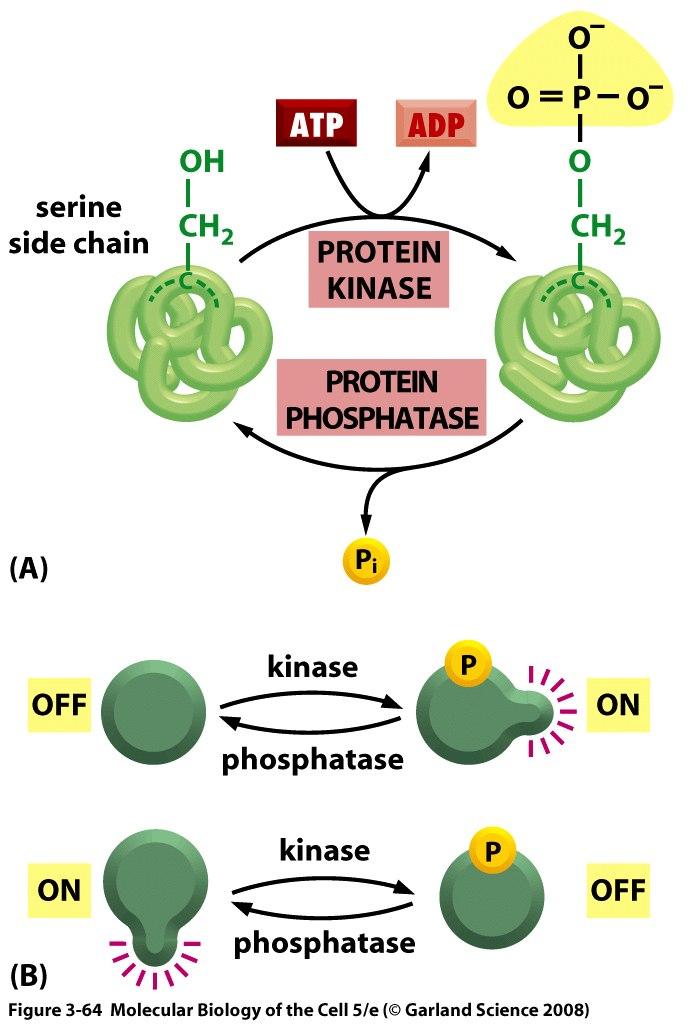 Cinases e fosfatases fosfato A presença/ ausência do