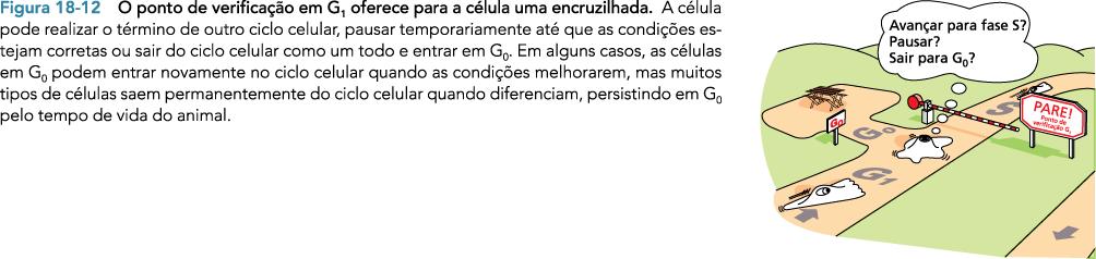 Ponto de verificação G1/S: o início - Condições de crescimento?