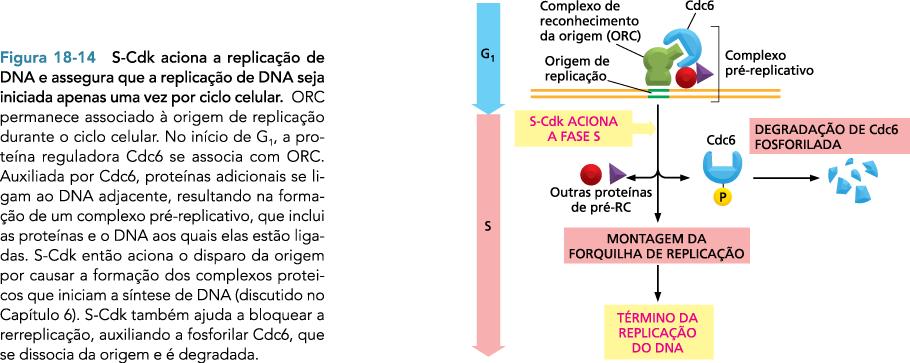 Controle da replicação do DNA evita novo ciclo de replicação S-Cdk: