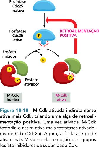 Retroalimentação