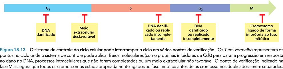 Ponto de verificação anáfase Não a,va