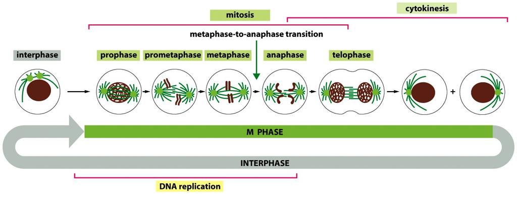 Mitose: