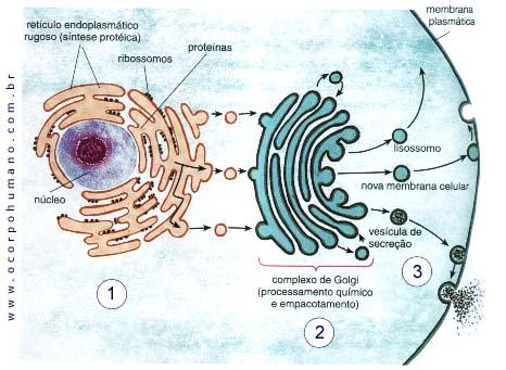 produzidas pelo Retículo Granular e que