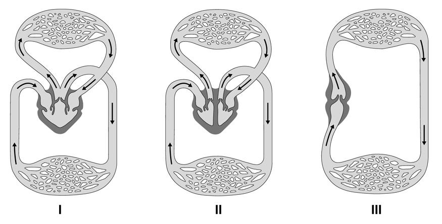 1.2. Relativamente à célula do tubo urinífero representada na figura 4: 1.2.1. identifique o tipo de tecido em que se inclui. 1.2.2. relacione a existência de microvilosidades nessa célula com a função que esta desempenha.