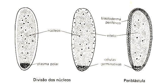 2.3.4- Periblástula Neste tipo de blástula, ilustrado na Figura 6, que ocorre apenas em ovos centrolécitos, a blastocele e é virtual, pois está situada entre o blastoderma periférico e o vitelo