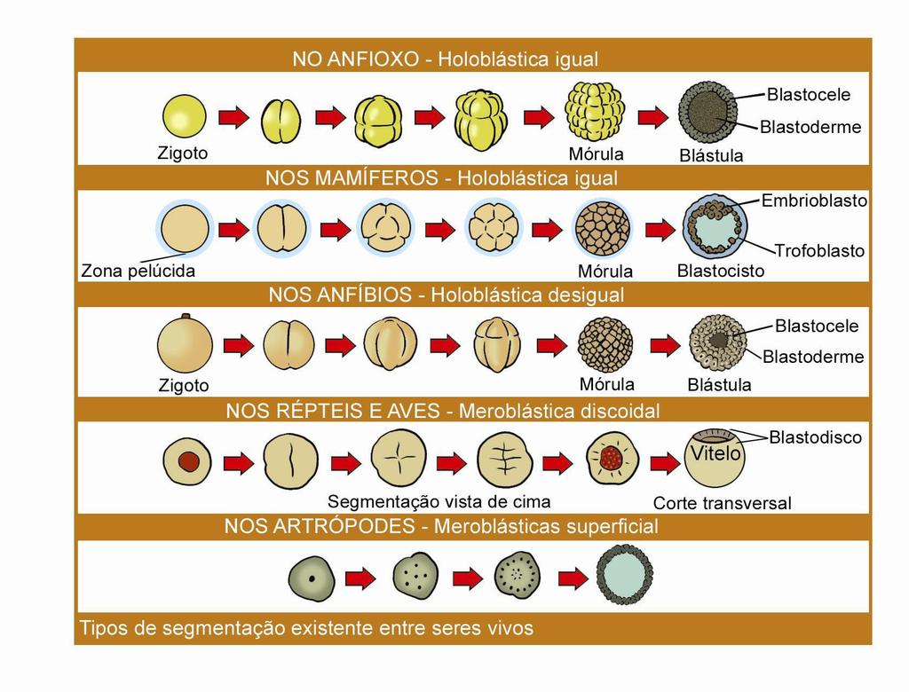 Figura 7- Esquema da segmentação em diversas