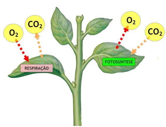 Observe a ilustração a seguir: Figura 3 Ciclo do CO2 Fonte: Microsoft Figura 4 Liberação e absorção de CO2 na respiração e fotossíntese Fonte: Estudo Kids O carbono incorporado na biomassa dos