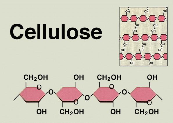 celulose que formam grande parte do seu volume.