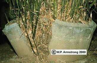 PRESSÃO DE EMBEBIÇÃO Bambu (Bambusa