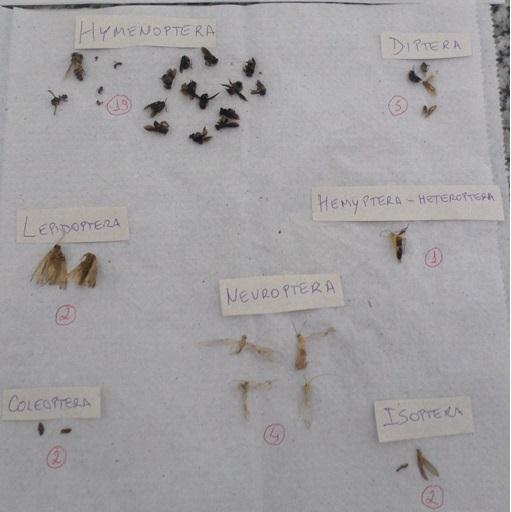 O suco-isca que apresentou mais ordens foi o de goiaba (8 ordens), seguido pela melancia (7 ordens) e por último a acerola, com 6 (seis) ordens.