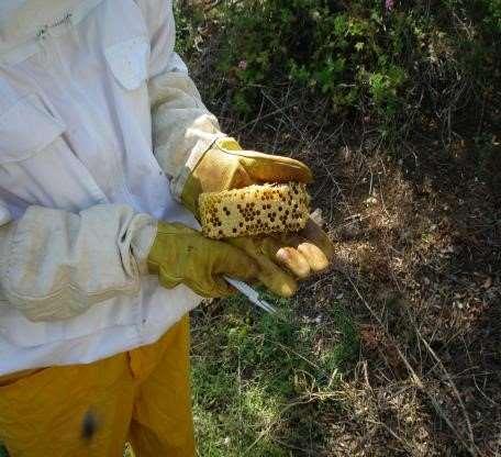 dos apiários e a realização de análises laboratoriais anátomo-patológicas de abelhas e favos para diagnóstico da doença.