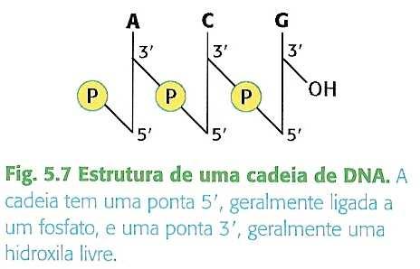 Ácidos Nucléicos Polaridade dos Polímeros de DNA e RNA OH 5 geralmente ligada ao Pi OH 3 extremidade livre Por convenção a sequência é