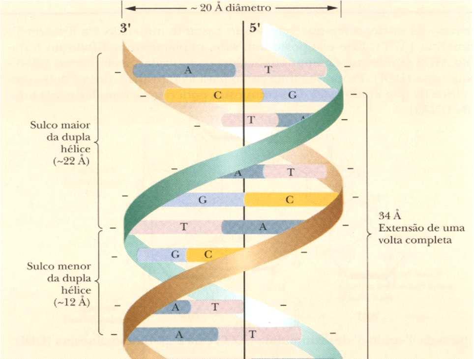 Modelo de Dupla hélice Estrutura do DNA Enrolada