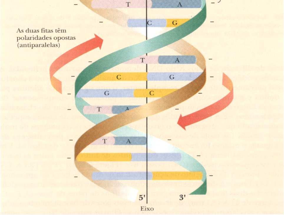 interno: 11 Å Volta Completa da hélice: 34 Å; 10