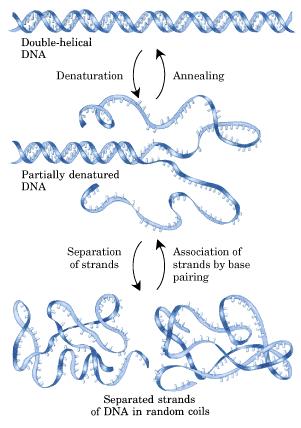 O pareamento complementar Desenovelamento de DNA Envolve mudanças das