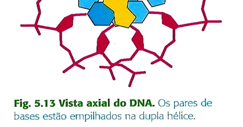 Waals Interações hidrofóbicas entre as bases de uma mesma fita estabiliza a hélice.