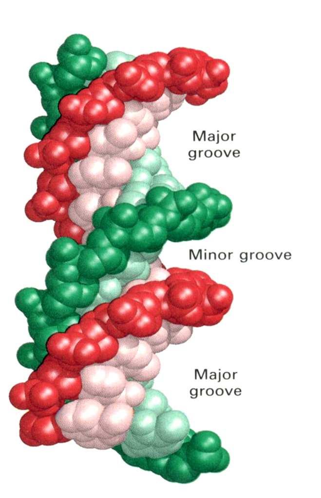 Estrutura do DNA A hélice de DNA tem cavidades