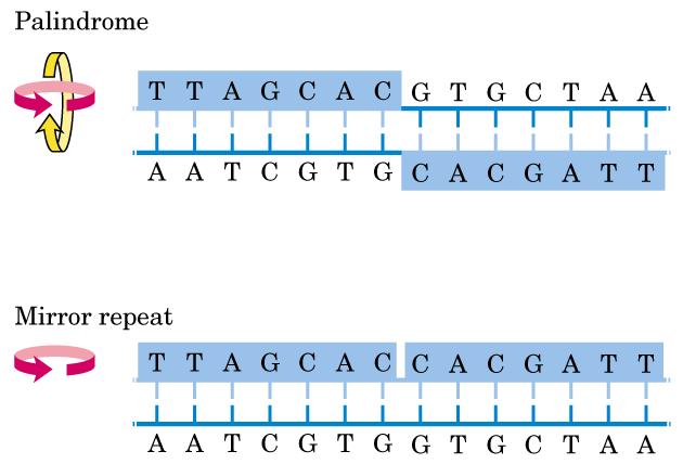 O pareamento complementar do DNA Sequências repetitivas de DNA são importantes sítios de reconhecimento