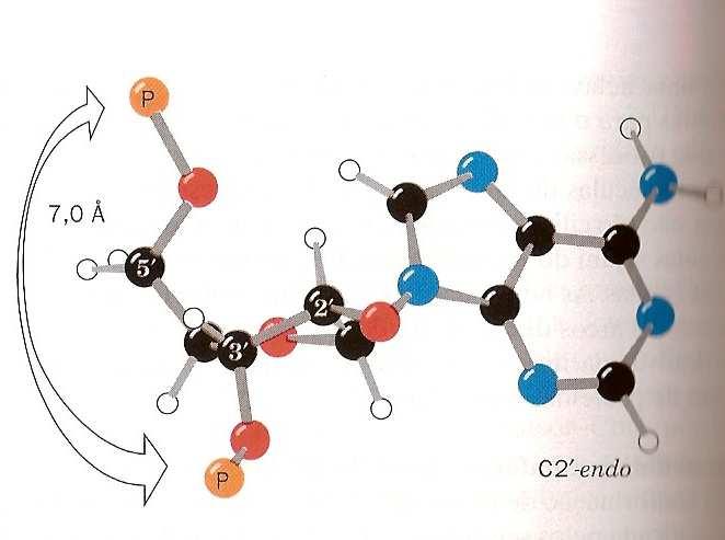 Estrutura do DNA Restrições Conformacionais da unidade