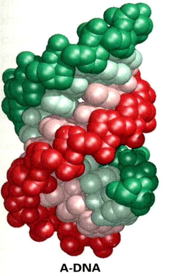 Estrutura do DNA As variações estruturais