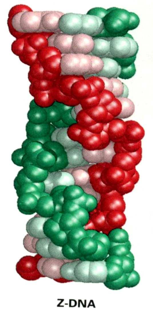 bases/volta C2 -endo Z-DNA Enrolado para