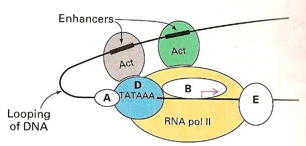 Estrutura do DNA As variações estruturais Variações de helicoidaçãode 28