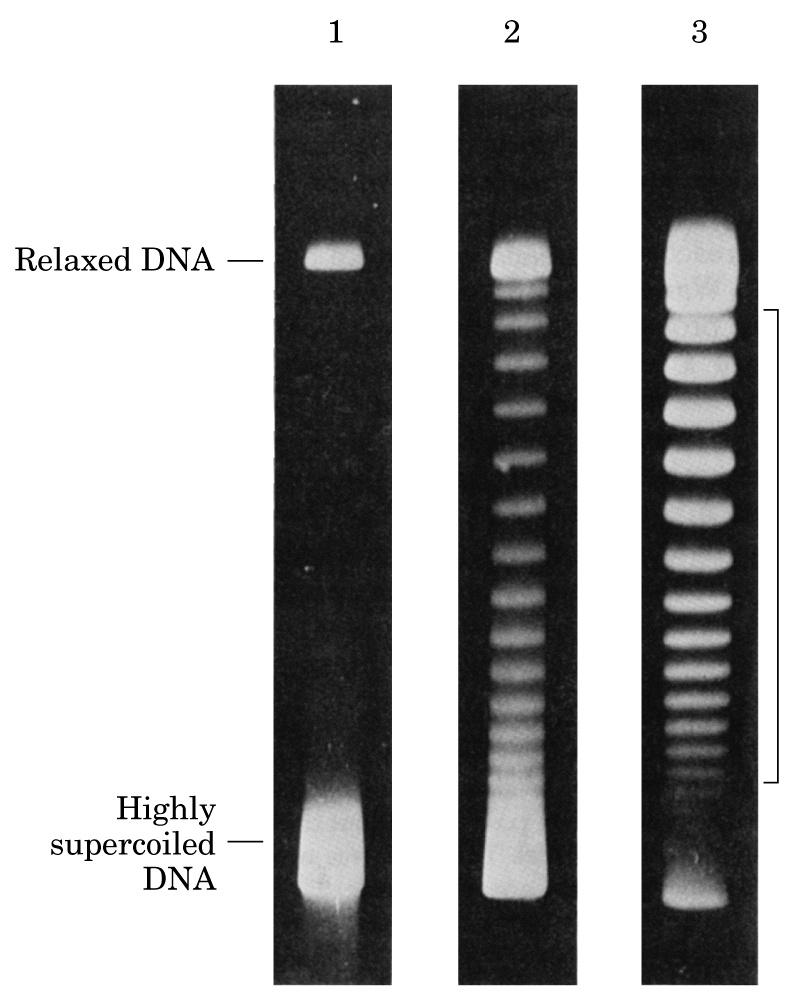 Estrutura Terciária Superenrolamento do DNA circular muda