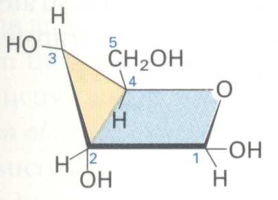 Ribonucleosídeos pentose = ribose; -