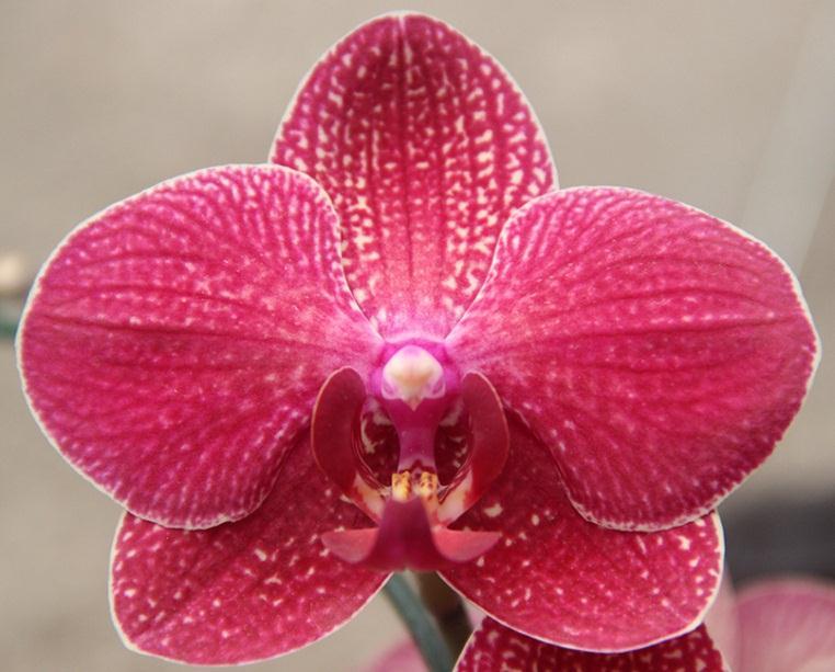Introduçã o O gênero de orquídeas chamado de Phalaenopsis é o mais disseminado em todo o mundo.