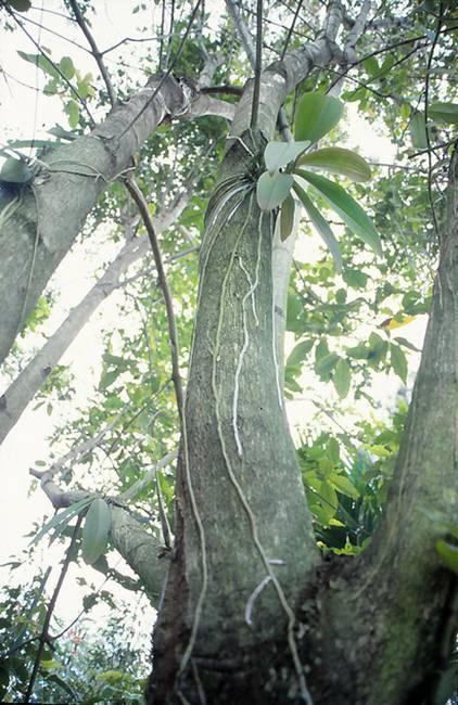 Phalaenopsis em habitat natural Foto: Tree Directory.