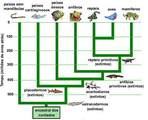 derivadas do estudo de fósseis. Elas mostram a hipotética origem de grupos a partir de supostos ancestrais.