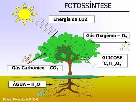 Podemos resumir a fotossíntese assim: gás carbônico + água + luz solar -------> açúcar + oxigênio Esse esquema pode ser lido da seguinte maneira: o gás carbônico se combina com a água e com a energia