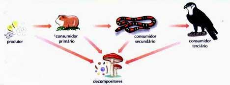 comem outros carnívoros e animais que comem tanto as plantas quanto outros animais, sendo chamados de onívoros. Todos esses organismos que se alimentam de outros seres são chamados de consumidores.