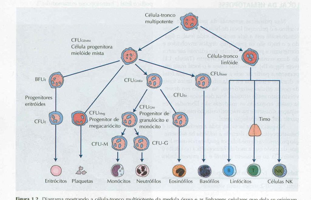 Células tronco e progenitoras A hematopoese inicia a partir de uma célula-tronco, multipotente capaz de originar todas as linhagens hematológicas.