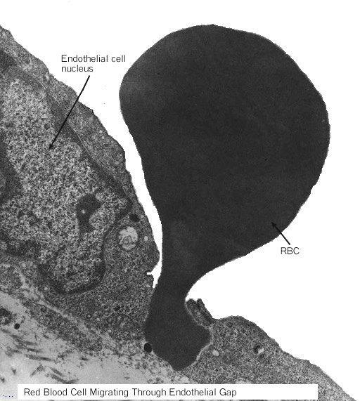 Eritropoese A eritropoese é regulada pela eritropoetina produzida nas células intersticiais peritubulares renais e no fígado O estímulo para produção de eritropoetina é a po2 no tecido renal.