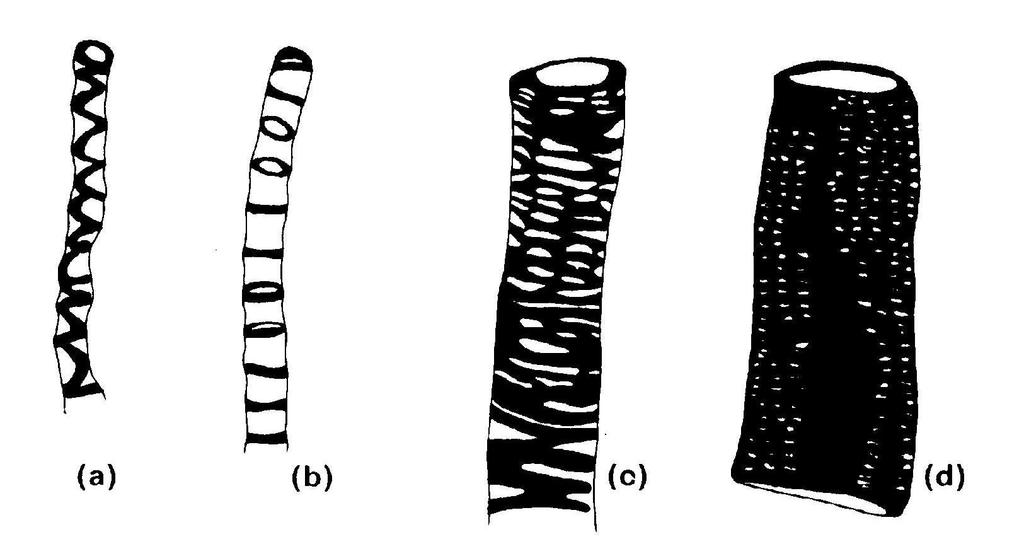 Diferentes tipos de espessamento secundário da parede dos elementos de vaso Elementos de vaso do xilema primário de Phaseolus.