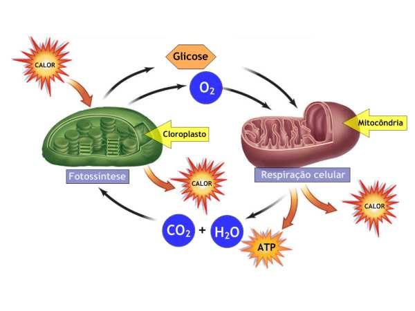 química dos alimentos e perde-se na forma de calor, que não é reutilizado.