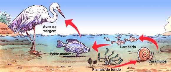 Classificação dos seres vivos nas cadeias alimentares São classificados como decompositores