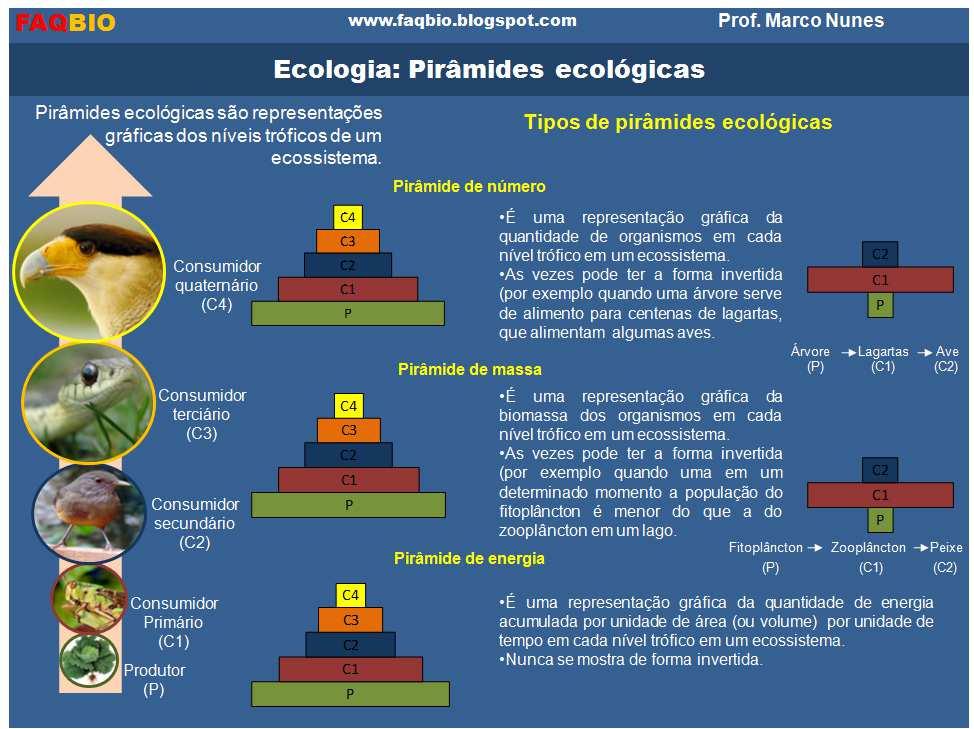 e fluxo de energia Pirâmide