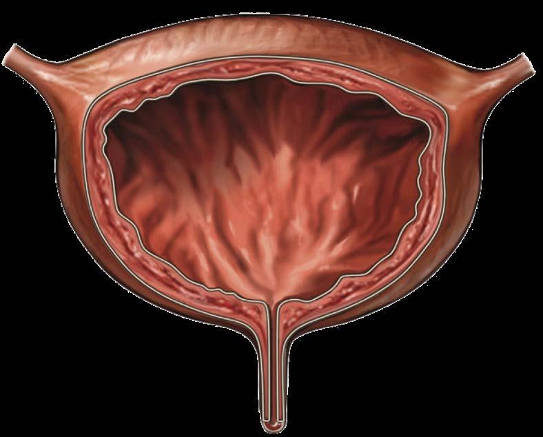 LUTS Sintomas do trato urinário inferior Sintomas de Armazenamento - Urgência - Frequência - Noctúria - Incontinência de