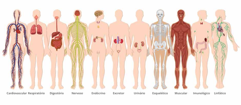 Sistema do Corpo e seus Óleos Principais SISTEMA CARDIOVASCULAR: laranja, cipreste SISTEMA DIGESTIVO: hortelã-pimenta, gengibre, capim-limão, funcho EMOÇÕES (SISTEMA LÍMBICO): gerânio, lavanda, rosa,