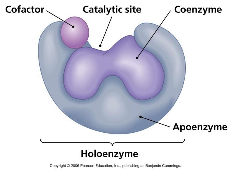 Uma enzima completa cataliticamente ativa junto com sua coenzima e/ou íons metálicos (grupos prostéticos)