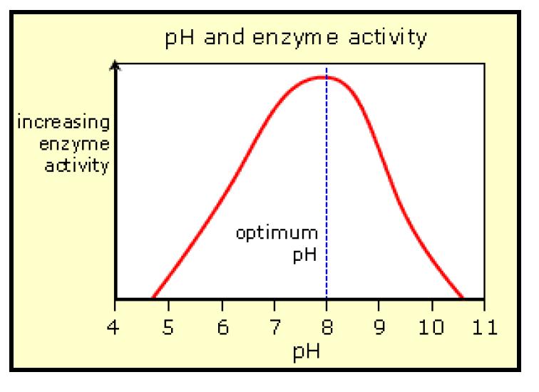 O ph ótimo varia para diferentes enzimas