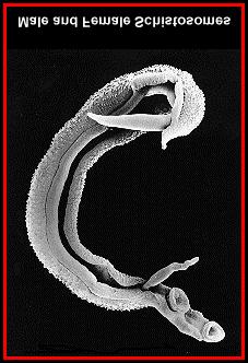 Ovo, miracídio, cercária e casal de adultos de Schistosoma mansoni (ao alto e acima, à esquerda) Conchas de espécies de