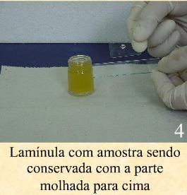 2- Homogeneizar a amostra com solução saturada de NaCl.