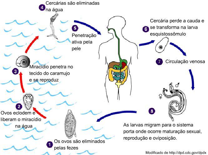 Principais parasitos humanos de transmissão hídrica ou por alimentos Figura 1. Ciclo de vida do Schistosoma mansoni.