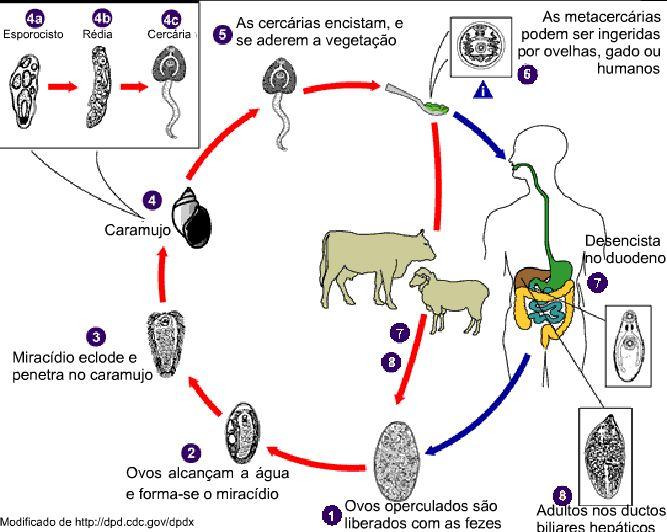 Hornink G.G., Kawazoe U., Perez D., Galembeck E. Figura 3. Ciclo de vida da Fasciola hepatica.