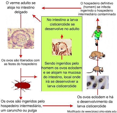Principais parasitos humanos de transmissão hídrica ou por alimentos Figura 5. Ciclo de vida do Hymenolipis nana.