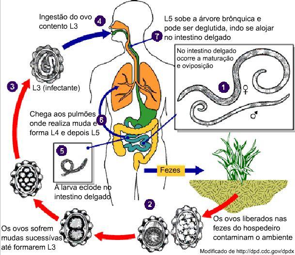 Principais parasitos humanos de transmissão hídrica ou por alimentos Figura 11. Ciclo de vida do Ascaris lumbricoides.